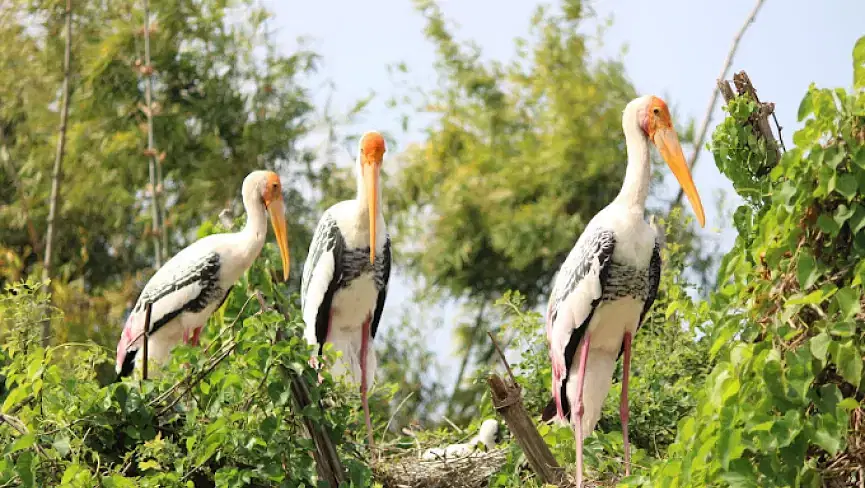 Telineelapuram Bird Nesting Area