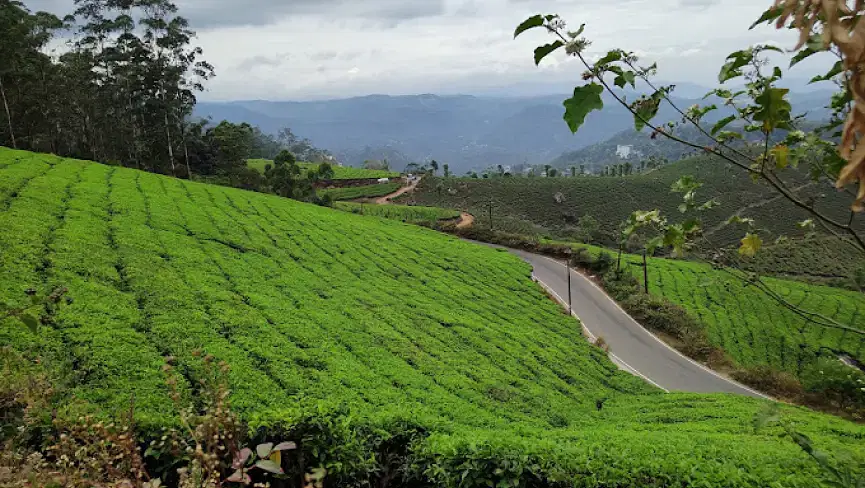 KOLUKKUMALAI TEA ESTATE