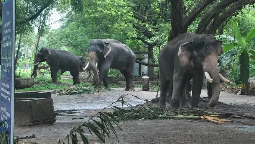 Anakkotta Elephant camp